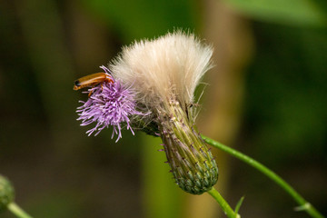 Soldatenkäfer auf einer Distelblüte