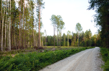 Fototapeta na wymiar Kalksteinpiste im Puhata Nationalpark / Estland