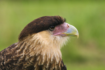 Portret van een Noordelijke kuifcaracara
