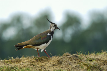 Kiviet op de berg.