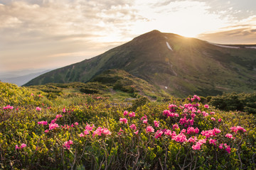 Fototapeta na wymiar Beautiful mountain landscape with rhododendron flowers on sunset