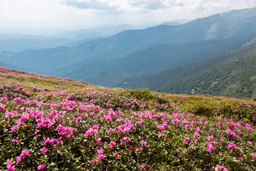 Rhododendron flowers in the mountains at sunny morning