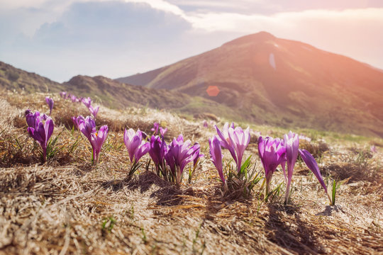 Crocus flowers in the mountain valley in summer