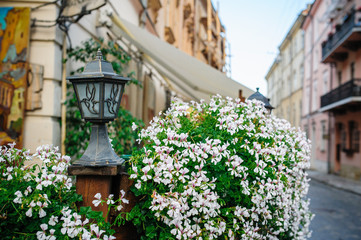 Fototapeta na wymiar Flowers on the streets of Lviv