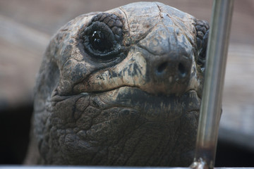 Mirada de tortuga encerrada
