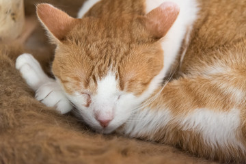 Sleeping cat