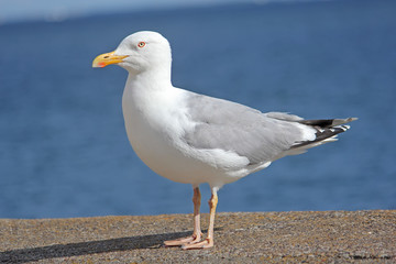 Large Herring Gull in profile against the sea