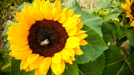 Fototapeta na wymiar Bee on a sunflower, collecting pollen