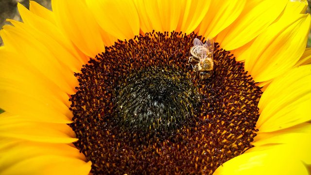 Bee on a sunflower, collecting pollen