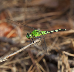 Patient dragonfly