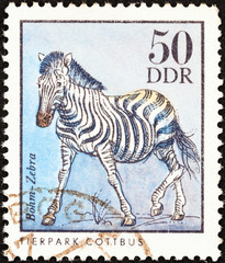 Zebra (German Democratic Republic 1975)
