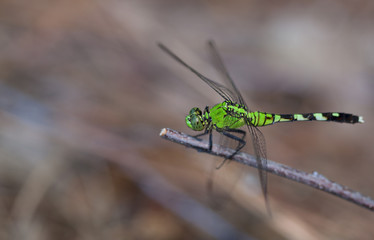 Green bug