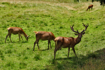 CERVI AL PARCO NATURALE DI PANEVEGGIO IN TRENTINO