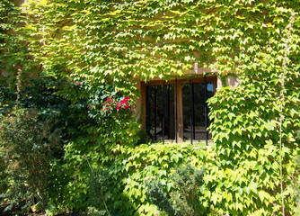 Fototapeta na wymiar Green ivy wall with window