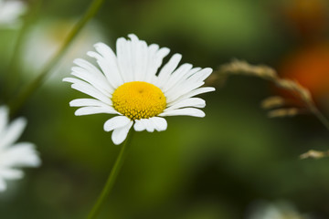 Obraz premium Chamomile flowers.