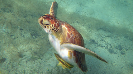 Meeresschildkröte im karibischen Meer