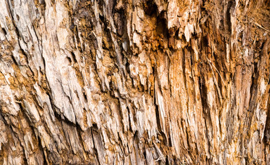 Tree bark