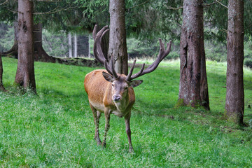 CERVI PASCOLANDO AL PARCO DI PANEVEGGIO