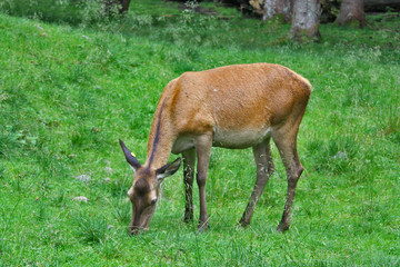 CERVI PASCOLANDO AL PARCO DI PANEVEGGIO
