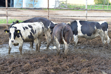 Cows on a farm in the mud, one looks forward second rotated back