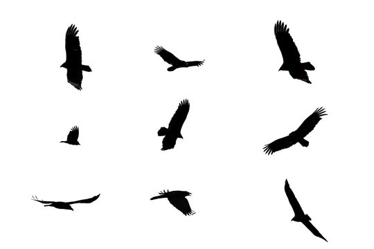 Black Crows Flying On A White Isolated Background.