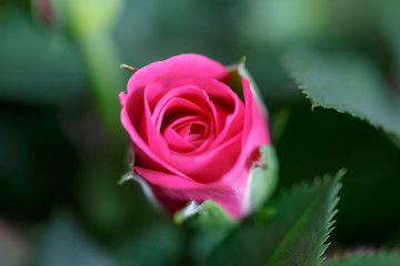 róża koloru pink