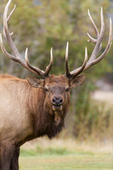 Obraz premium Bull Elk Portrait