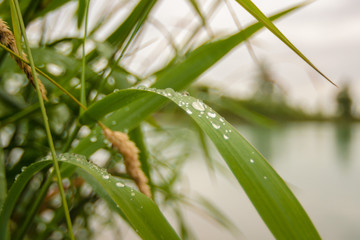 Reed with waterdrops