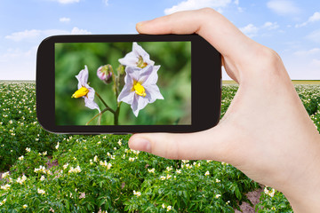tourist takes picture of potato flowers at field