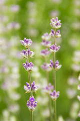Obraz premium purple lavender, blurred background
