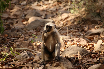 Hanuman-Langur in Indien