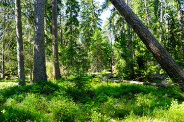Kiefernwald im Lahemaa Nationalpark / Estland