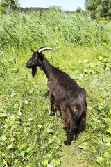 Brown nanny goat on a pasturage dense grass © Jaros