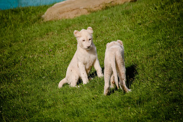 Fototapeta premium Weiße Babylöwen spielen und toben in der Sonne