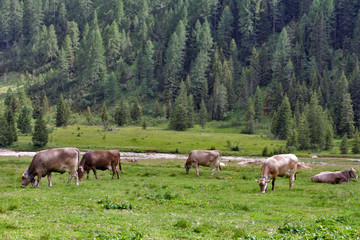 Naklejka premium MUCHE IN VAL VENEGIA