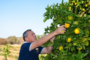 Senior man with graying hair who harvest oranges