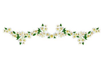 branch of jasmine flowers isolated on white background