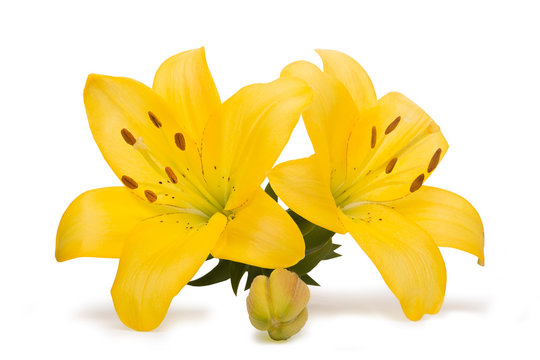 yellow Lily