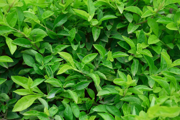 Fototapeta na wymiar leaf Garden and Background