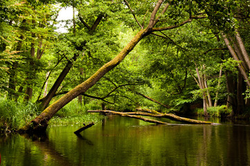 Fototapeta widok na rzece Drawa obraz
