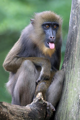 Portrait of a young male mandrill