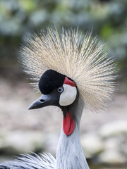 Fototapeta premium Crowned crane bird