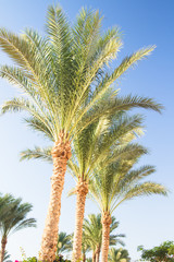 Fototapeta premium Palm trees