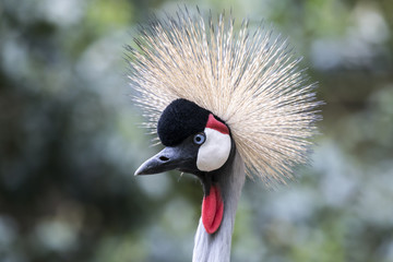 Crowned crane bird