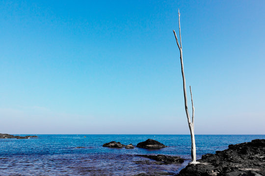 tronco, albero, scoglio, mare, acqua, secco