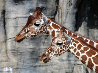 Portrait of giraffes in front of a rocky background