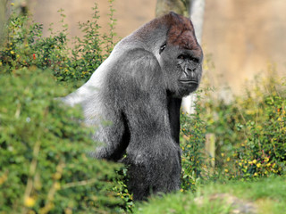 Silverback gorilla