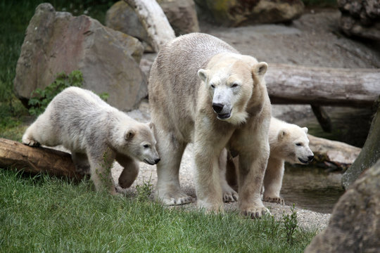 Portrait of polar bear mother with her youngsters