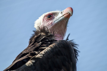 White head vulture