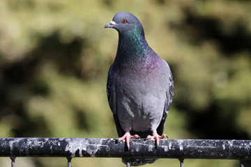 Pigeon